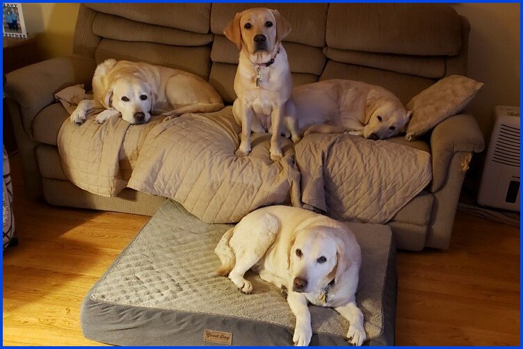 photo of yellow Labs