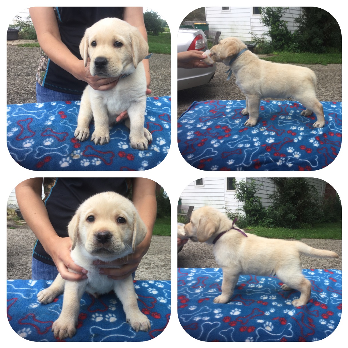 6 week old pups standing