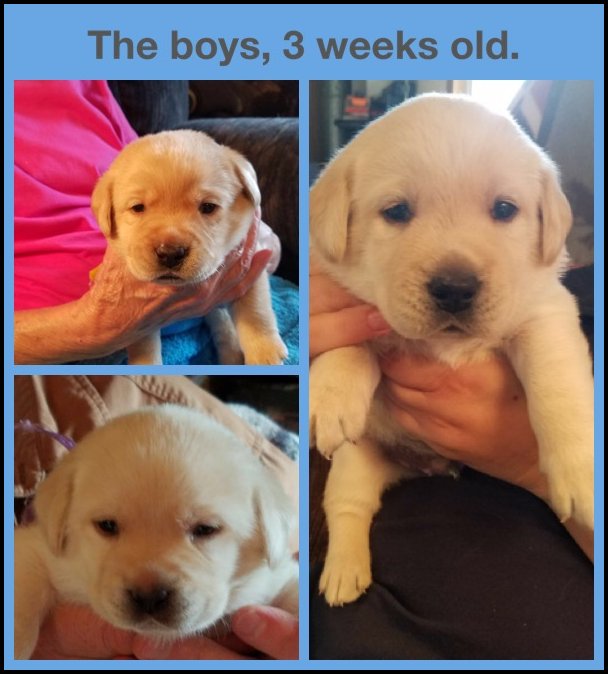 3 week old male pups