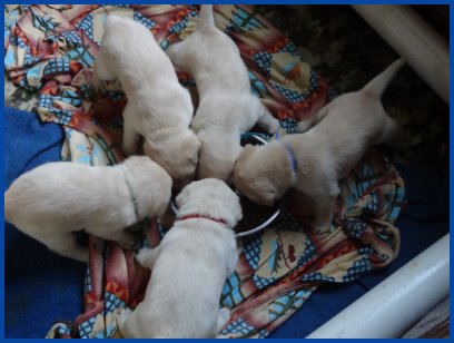 photo of pups trying solid food