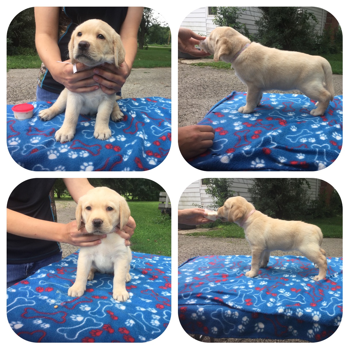 6 week old pups standing