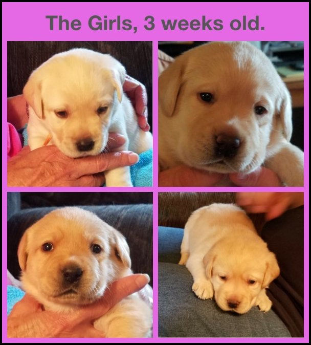 3 week old female pups