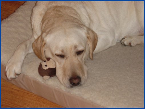 photo of yellow Lab with toy
