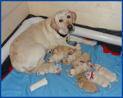photo of Haley and pups