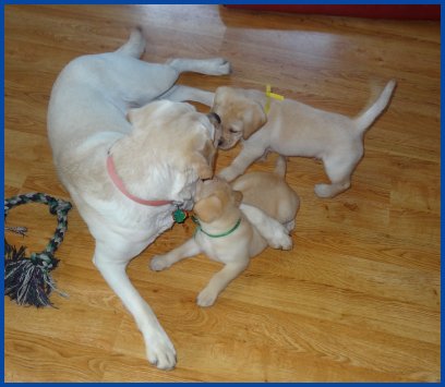Kiska playing with pups