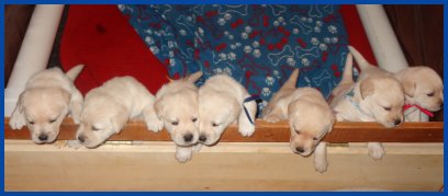 photo of pups in a row