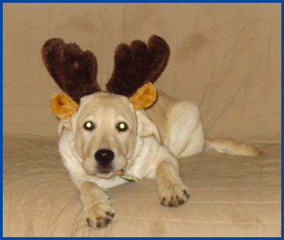pup with antlers