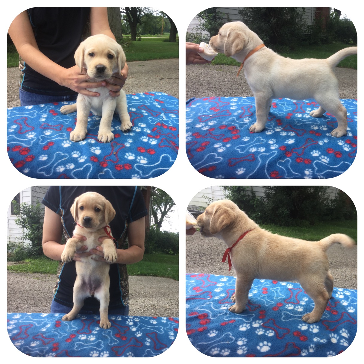 6 week old pups standing