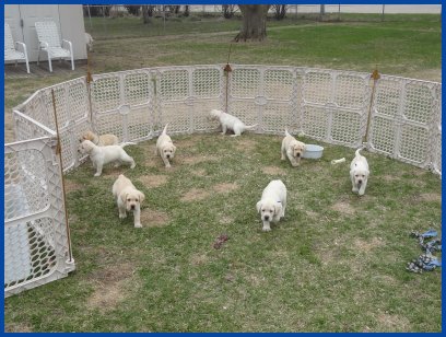 photo of Haley's pups playing outside