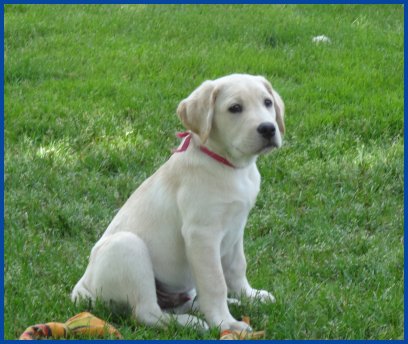 photo of pup sitting in grass