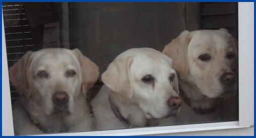3 labs looking out window