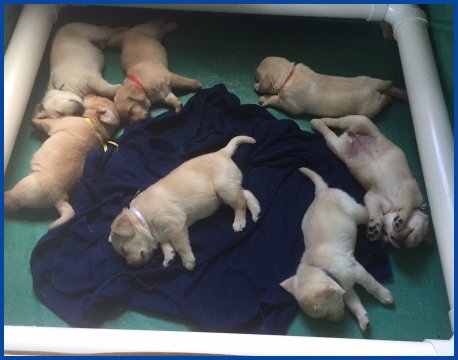 4 week old pups sleeping