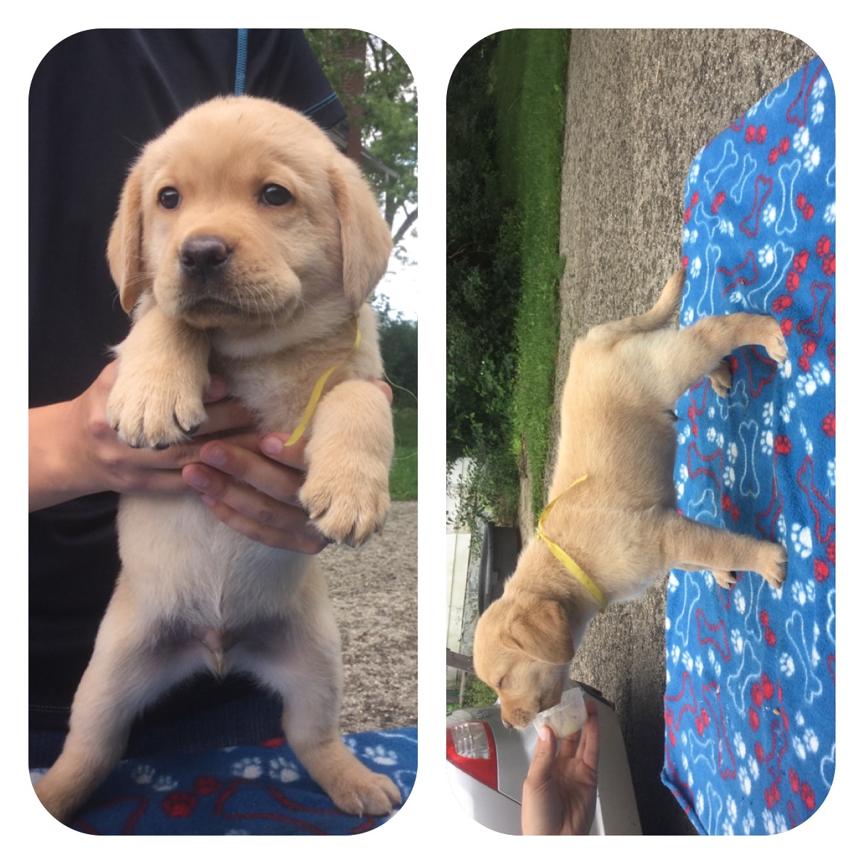 6 week old pups standing