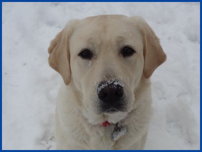 photo of yellow Lab in the snow